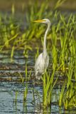 Great Egret, Ardea alba