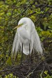 Great Egret, Ardea alba