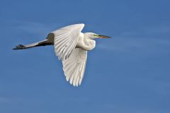 Great Egret, Ardea alba