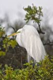 Great Egret, Ardea alba