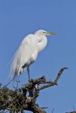 Great Egret, Ardea alba