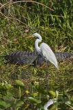 Great Egret, Ardea alba