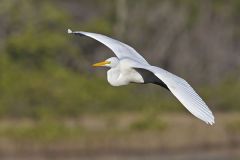 Great Egret, Ardea alba