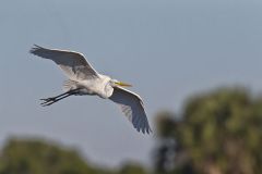 Great Egret, Ardea alba