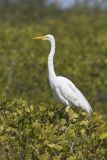 Great Egret, Ardea alba