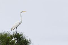Great Egret, Ardea alba