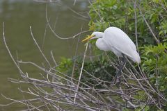 Great Egret, Ardea alba
