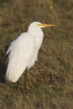 Great Egret, Ardea alba