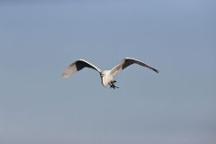 Great Egret, Ardea alba