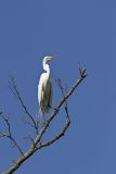 Great Egret, Ardea alba