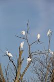 Great Egret, Ardea alba