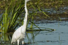 Great Egret, Ardea alba