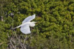 Great Egret, Ardea alba