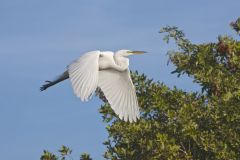Great Egret, Ardea alba