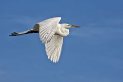 Great Egret, Ardea alba