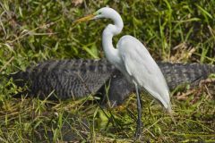 Great Egret, Ardea alba