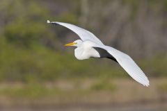 Great Egret, Ardea alba