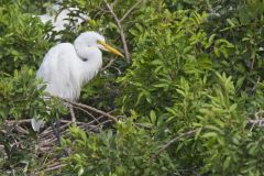 Great Egret, Ardea alba