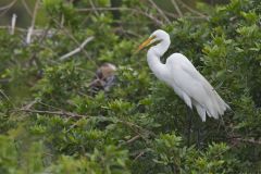 Great Egret, Ardea alba