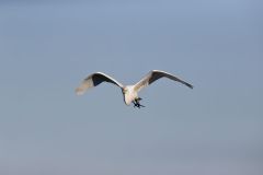 Great Egret, Ardea alba