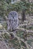 Great Gray Owl, Strix nebulosa