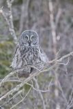Great Gray Owl, Strix nebulosa
