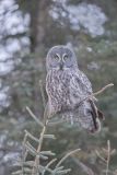 Great Gray Owl, Strix nebulosa