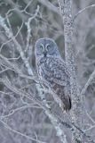 Great Gray Owl, Strix nebulosa