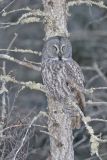 Great Gray Owl, Strix nebulosa