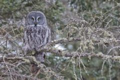 Great Gray Owl, Strix nebulosa