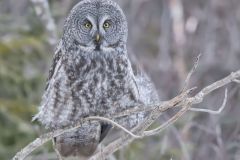 Great Gray Owl, Strix nebulosa