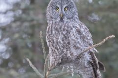 Great Gray Owl, Strix nebulosa