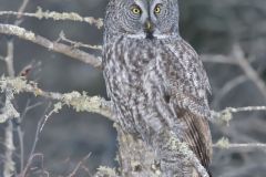 Great Gray Owl, Strix nebulosa