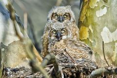 Great-horned Owl, Bubo virginianus