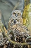 Great-horned Owl, Bubo virginianus