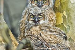 Great Horned Owl