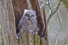 Great-horned Owl, Bubo virginianus