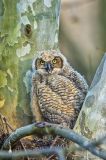 Great-horned Owl, Bubo virginianus