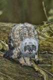 Great-horned Owl, Bubo virginianus