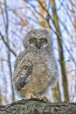 Great-horned Owl, Bubo virginianus