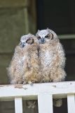 Great-horned Owl, Bubo virginianus