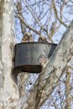 Great-horned Owl, Bubo virginianus