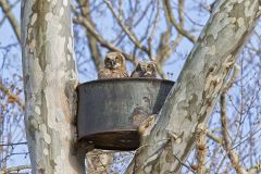 Great-horned Owl, Bubo virginianus