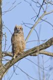 Great-horned Owl, Bubo virginianus