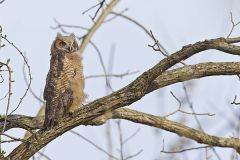 Great-horned Owl, Bubo virginianus