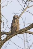 Great-horned Owl, Bubo virginianus