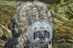 Great Horned Owl, Bubo virginianus