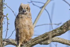 Great Horned Owl, Bubo virginianus