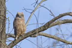 Great Horned Owl, Bubo virginianus
