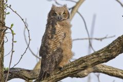 Great Horned Owl, Bubo virginianus